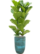 Pot pure partner bleue
