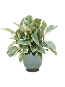 Pot linn couple bleue