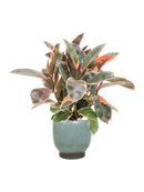 Pot linn couple bleue