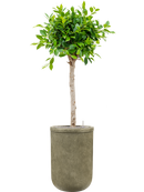 Pot vertical rib cylinder verte