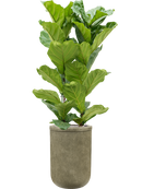 Pot vertical rib cylinder verte