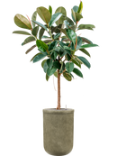 Pot vertical rib cylinder verte