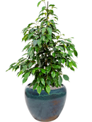 Pot mystic couple bleue