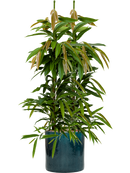 Pot cylinder cylinder bleue