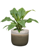 Pot tara couple verte