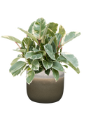 Pot tara couple verte