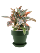 Pot urbann couple verte