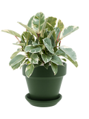 Pot urbann couple verte