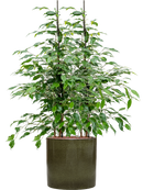 Pot cylinder cylinder verte