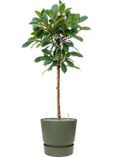 Pot greenville couple verte