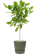 Pot greenville couple verte