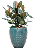 Pot laos emperor bleue