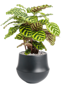 Pot fusion darcy noire