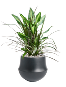 Pot fusion darcy noire