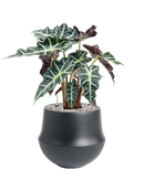 Pot fusion darcy noire