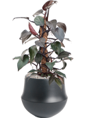 Pot fusion darcy noire