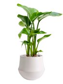 Pot fusion darcy blanche