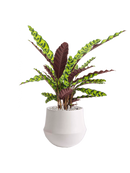 Pot fusion darcy blanche