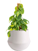 Pot fusion darcy blanche