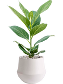 Pot fusion darcy blanche