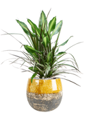 Pot lindy couple jaune