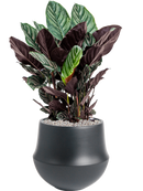 Pot fusion darcy noire