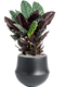 Pot fusion darcy noire