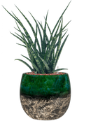 Pot lindy couple verte