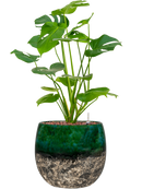 Pot lindy couple verte