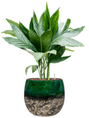 Pot lindy couple verte