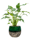 Pot lindy couple verte