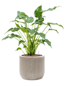 Pot nature groove couple beige