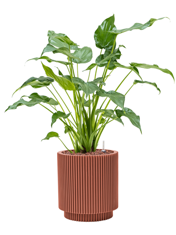 Pot nature groove special cylinder rouge