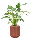 Pot nature groove special cylinder rouge