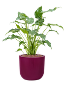 Pot nature groove special couple violet