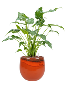 Pot charlotte couple orange