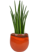 Pot charlotte couple orange