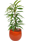 Pot charlotte couple orange