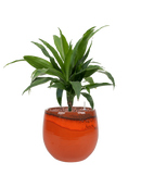 Pot charlotte couple orange