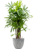 Pot bola couple grise