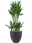 Pot grigio couple anthracite