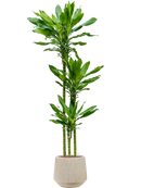 Pot raindrop darcy beige