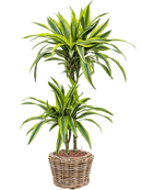 Pot paniers  couple marron