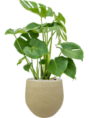 Pot ryan couple jaune