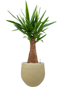 Pot ryan couple jaune