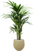 Pot ryan couple jaune