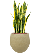 Pot ryan couple jaune