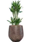 Pot opus emperor d'or