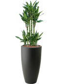 Pot pure partner anthracite