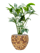 Pot facets couple marron